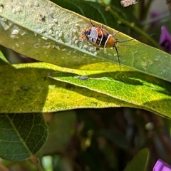 Ellipsidion sp. (genus) at North Albury, NSW - suppressed