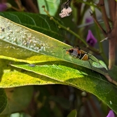 Ellipsidion sp. (genus) at North Albury, NSW - suppressed