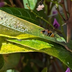 Ellipsidion sp. (genus) at North Albury, NSW - suppressed