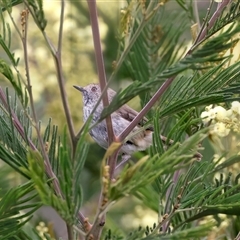 Acanthiza pusilla (Brown Thornbill) at Rosedale, NSW - 15 Oct 2024 by jb2602