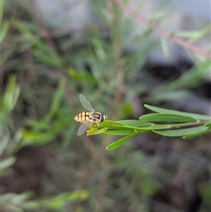 Simosyrphus grandicornis at North Albury, NSW - suppressed