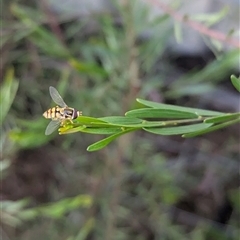 Simosyrphus grandicornis at North Albury, NSW - suppressed