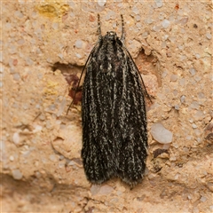 Pedois amaurophanes (A Gelechioid moth (Depressidae)) at Harrison, ACT by DPRees125