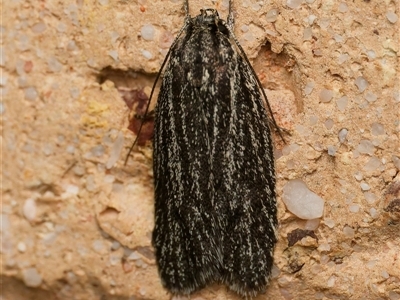 Pedois amaurophanes (A Gelechioid moth (Depressidae)) at Harrison, ACT - 17 Oct 2024 by DPRees125