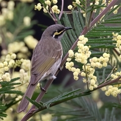 Caligavis chrysops (Yellow-faced Honeyeater) at Rosedale, NSW - 15 Oct 2024 by jb2602