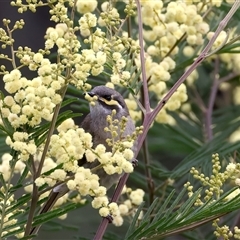 Caligavis chrysops at Rosedale, NSW - 15 Oct 2024