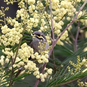 Caligavis chrysops at Rosedale, NSW - 15 Oct 2024