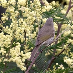 Caligavis chrysops at Rosedale, NSW - 15 Oct 2024