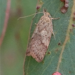 Oligoloba severa (Wingia group) at Hall, ACT - 18 Oct 2024 by Anna123