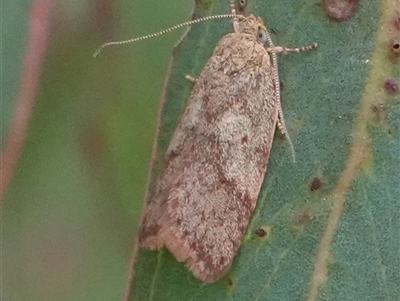 Oligoloba severa (Wingia group) at Hall, ACT - 18 Oct 2024 by Anna123