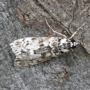 Scoparia (genus) at Hall, ACT - 18 Oct 2024 01:29 PM