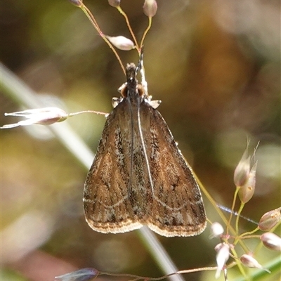 Eudonia cleodoralis (A Crambid moth) at Hall, ACT - 17 Oct 2024 by Anna123