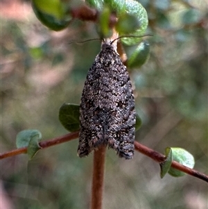 Isochorista pumicosa at Tantawangalo, NSW - 8 Oct 2024