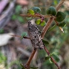 Isochorista pumicosa at Tantawangalo, NSW - 8 Oct 2024