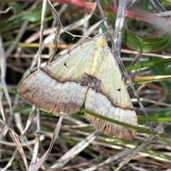 Anachloris subochraria (Golden Grass Carpet (Ennominae)) at Pialligo, ACT - 13 Oct 2024 by Pirom