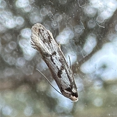 Eusemocosma pruinosa (Philobota Group Concealer Moth) at Ainslie, ACT - 16 Oct 2024 by Pirom