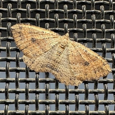 Xanthorhoe anaspila (Dark-patch Carpet) at Ainslie, ACT - 17 Oct 2024 by Pirom