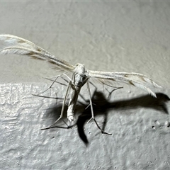 Wheeleria spilodactylus (Horehound plume moth) at Ainslie, ACT - 17 Oct 2024 by Pirom