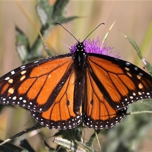 Danaus plexippus at Rosedale, NSW - 16 Oct 2024