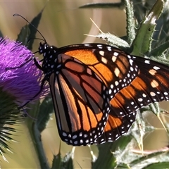 Danaus plexippus at Rosedale, NSW - 16 Oct 2024