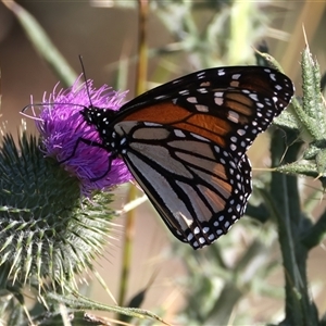 Danaus plexippus at Rosedale, NSW - 16 Oct 2024