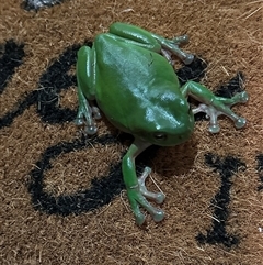 Litoria caerulea (Green Tree Frog) at Lorne, NSW - 18 Oct 2024 by Butlinz