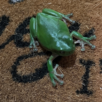 Litoria caerulea (Green Tree Frog) at Lorne, NSW - 18 Oct 2024 by Butlinz