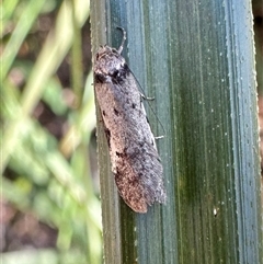 Philobota pedetis (Spotty Philobota) at Glen Allen, NSW - 8 Oct 2024 by Pirom