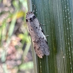 Philobota pedetis at Glen Allen, NSW - 9 Oct 2024