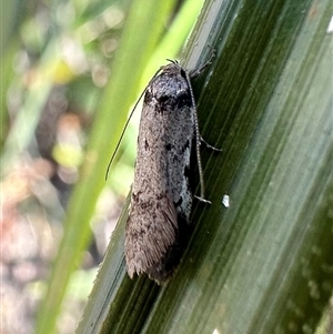 Philobota pedetis at Glen Allen, NSW - 9 Oct 2024