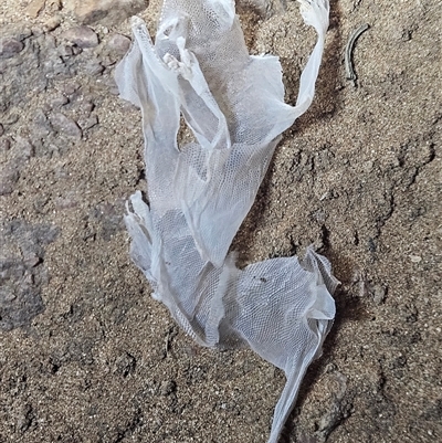 Unverified Monitor or Gecko at Hugh, NT - 18 Oct 2024 by atticus