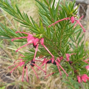 Grevillea sp. at Ainslie, ACT - 18 Oct 2024 02:56 PM