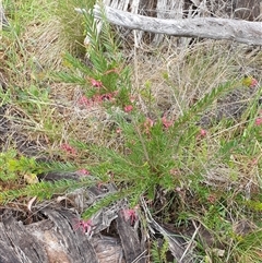 Grevillea sp. at Ainslie, ACT - 18 Oct 2024 02:56 PM