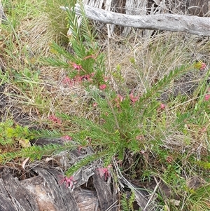 Grevillea sp. at Ainslie, ACT - 18 Oct 2024