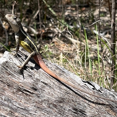 Unidentified Dragon at Girraween, QLD - 17 Oct 2024 by Bushpig