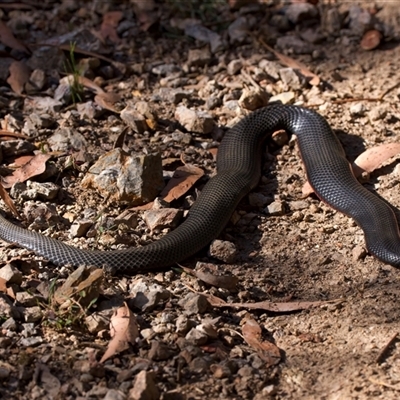 Pseudechis porphyriacus (Red-bellied Black Snake) at Malua Bay, NSW - 16 Oct 2024 by jb2602