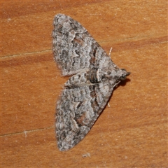 Phrissogonus laticostata (Apple looper moth) at Freshwater Creek, VIC - 18 Jan 2021 by WendyEM