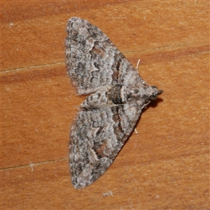 Phrissogonus laticostata at Freshwater Creek, VIC - 18 Jan 2021