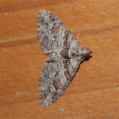 Phrissogonus laticostata (Apple looper moth) at Freshwater Creek, VIC - 18 Jan 2021 by WendyEM