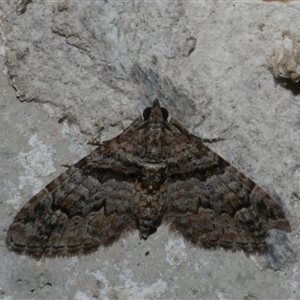 Phrissogonus laticostata at Freshwater Creek, VIC - 18 Jan 2021