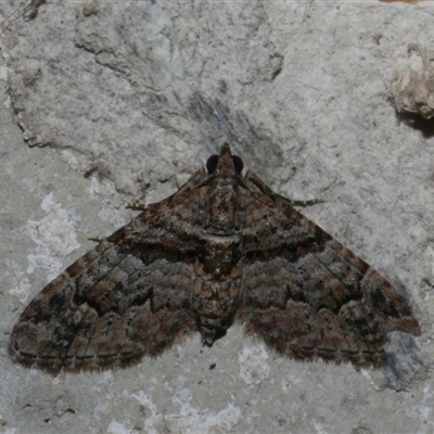 Phrissogonus laticostata (Apple looper moth) at Freshwater Creek, VIC - 18 Jan 2021 by WendyEM