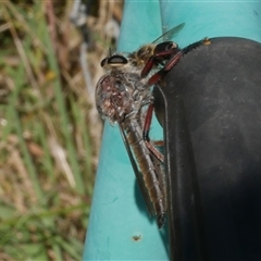 Neoaratus hercules (Herculean Robber Fly) at Freshwater Creek, VIC - 20 Jan 2021 by WendyEM