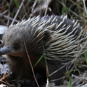 Tachyglossus aculeatus at Rosedale, NSW - 13 Oct 2024 12:35 PM