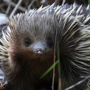 Tachyglossus aculeatus at Rosedale, NSW - 13 Oct 2024