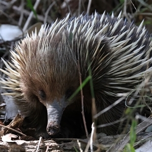 Tachyglossus aculeatus at Rosedale, NSW - 13 Oct 2024