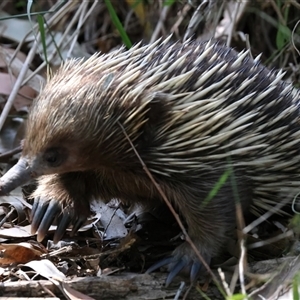 Tachyglossus aculeatus at Rosedale, NSW - 13 Oct 2024 12:35 PM