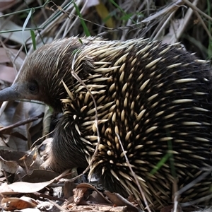 Tachyglossus aculeatus at Rosedale, NSW - 13 Oct 2024 12:35 PM