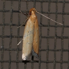 Ardozyga scytina (A Gelechied moth (Ardozyga group)) at Freshwater Creek, VIC - 21 Jan 2021 by WendyEM