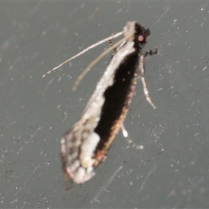 Erechthias diaphora at Freshwater Creek, VIC - suppressed