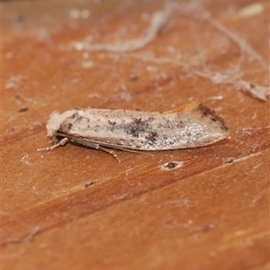 Monopis argillacea at Freshwater Creek, VIC - 21 Jan 2021